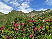 48 Rododendri rossi (Rhododendron ferrugineum) con vista in Cima Cadelle